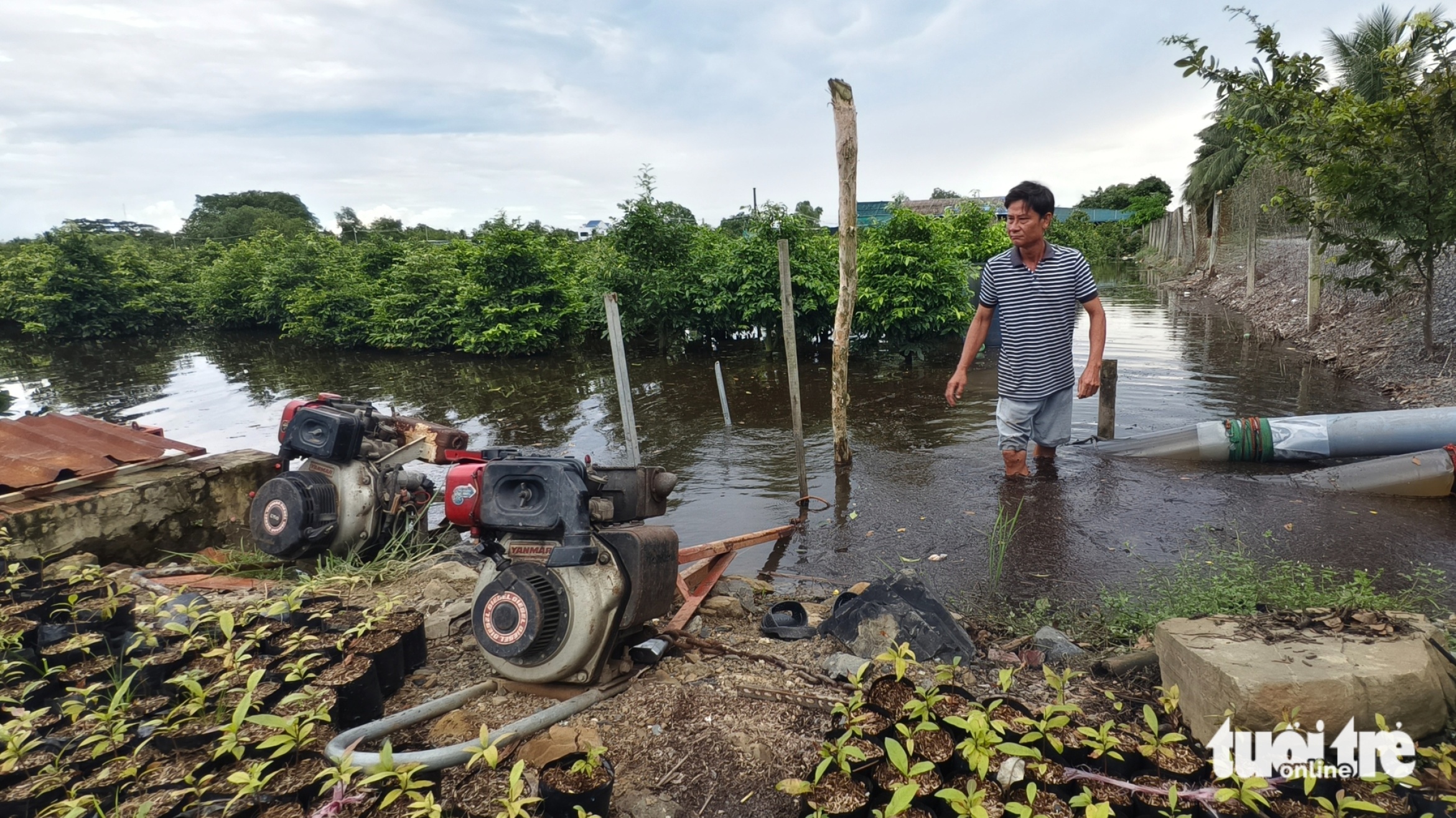 努力抽水拯救平利数十公顷被淹的黄花